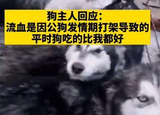 关于狗的爆料视频,视频爆料揭露不为人知的秘密 第3张 关于狗的爆料视频,视频爆料揭露不为人知的秘密 第3张