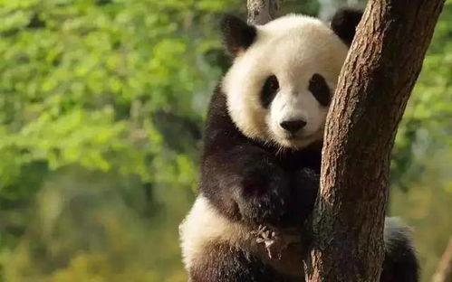 夏总爆料熊猫视频,熊猫视频背后的精彩故事