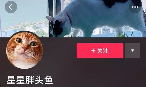 抖音狗崽爆料视频,揭秘热门视频背后的故事  第3张