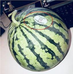 海南网红吃瓜,一瓜激起千层浪