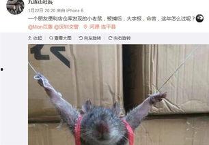 最新爆料老鼠事件新闻,最新老鼠事件引发公众关注,卫生安全问题亟待解决 第2张 最新爆料老鼠事件新闻,最新老鼠事件引发公众关注,卫生安全问题亟待解决 第2张