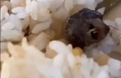 最新爆料老鼠事件新闻,最新老鼠事件引发公众关注,卫生安全问题亟待解决 第3张 最新爆料老鼠事件新闻,最新老鼠事件引发公众关注,卫生安全问题亟待解决 第3张