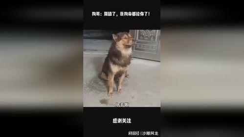 别叫我狗哥爆料视频,揭秘视频背后惊人真相 第3张 别叫我狗哥爆料视频,揭秘视频背后惊人真相 第3张