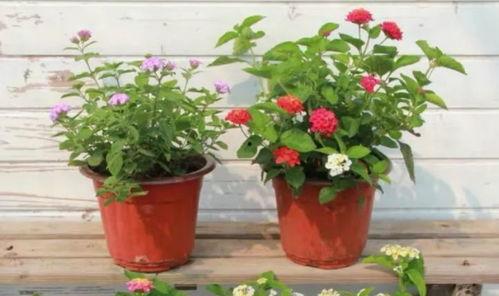 天津餐厅爆料视频大全最新,最新视频大全揭秘美食与秘密 第3张 天津餐厅爆料视频大全最新,最新视频大全揭秘美食与秘密 第3张