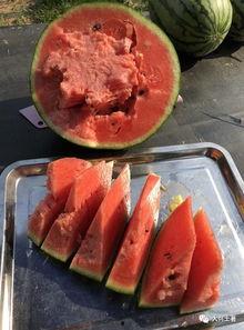 网红吃瓜哪几个网红最多,盘点网红吃瓜哪家强？