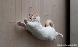 猫咪冠军爆料视频播放,爆笑视频背后的精彩瞬间