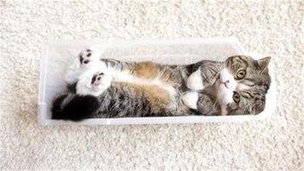 猫咪冠军爆料视频播放,爆笑视频背后的精彩瞬间 第2张 猫咪冠军爆料视频播放,爆笑视频背后的精彩瞬间 第2张