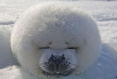 娱乐吃瓜君海豹  第2张