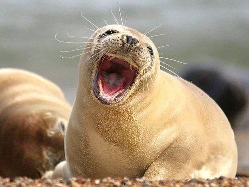 娱乐吃瓜君海豹  第3张