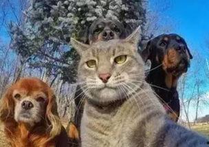 武汉宠物爆料案件真相视频 第2张 武汉宠物爆料案件真相视频 第2张