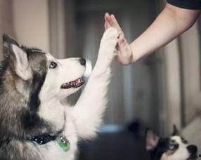 武汉宠物爆料案件真相视频 第3张 武汉宠物爆料案件真相视频 第3张