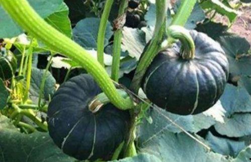 山东吃瓜事件网红叫什么,网红引发的网络狂欢  第2张