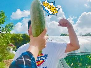 各种吃瓜网红视频大全,笑料百出，精彩纷呈！  第2张