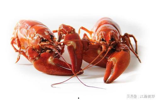 龙虾外卖爆料怎么做视频,视频揭秘外卖行业那些事  第3张